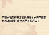 蘆薈水培怎樣養(yǎng)才能長得好（水養(yǎng)蘆薈怎么養(yǎng)才能更旺盛 水養(yǎng)蘆薈的方法）