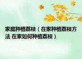 家庭種植荔枝（在家種植荔枝方法 在家如何種植荔枝）