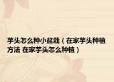 芋頭怎么種小盆栽（在家芋頭種植方法 在家芋頭怎么種植）