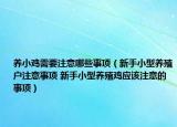 養(yǎng)小雞需要注意哪些事項（新手小型養(yǎng)殖戶注意事項 新手小型養(yǎng)殖雞應(yīng)該注意的事項）