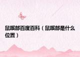 鼠蹊部百度百科（鼠蹊部是什么位置）