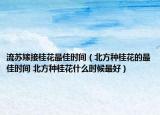 流蘇嫁接桂花最佳時間（北方種桂花的最佳時間 北方種桂花什么時候最好）