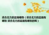 適合北方的盆栽植物（適合北方的盆栽有哪些 適合北方的盆栽有哪些的呢）