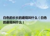 白色的長長的蘑菇叫什么（白色的蘑菇叫什么）