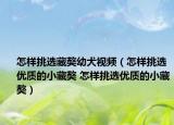 怎樣挑選藏獒幼犬視頻（怎樣挑選優(yōu)質(zhì)的小藏獒 怎樣挑選優(yōu)質(zhì)的小藏獒）