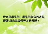 什么是虎頭蘭（虎頭蘭怎么養(yǎng)才長(zhǎng)得好 虎頭蘭如何養(yǎng)才長(zhǎng)得好）