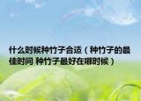 什么時候種竹子合適（種竹子的最佳時間 種竹子最好在哪時候）