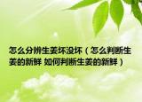 怎么分辨生姜壞沒(méi)壞（怎么判斷生姜的新鮮 如何判斷生姜的新鮮）