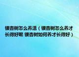 銀杏樹怎么養(yǎng)活（銀杏樹怎么養(yǎng)才長得好呢 銀杏樹如何養(yǎng)才長得好）
