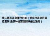 重慶地區(qū)油菜播種時間（重慶種油菜的最佳時間 重慶種油菜哪時候最合適呢）