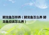 鱘龍魚怎樣養(yǎng)（鱘龍魚怎么養(yǎng) 鱘龍魚應該怎么養(yǎng)）