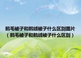 鵝毛被子和鵝絨被子什么區(qū)別圖片（鵝毛被子和鵝絨被子什么區(qū)別）