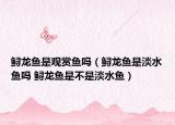 鱘龍魚是觀賞魚嗎（鱘龍魚是淡水魚嗎 鱘龍魚是不是淡水魚）