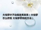 大綠蘿葉子邊緣發(fā)黃發(fā)黑（大綠蘿怎么修剪 大綠蘿修剪的方法）