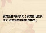 銀龍魚的壽命多久（銀龍魚可以長(zhǎng)多大 銀龍魚的壽命是怎樣的）