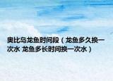 奧比島龍魚時間段（龍魚多久換一次水 龍魚多長時間換一次水）