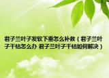 君子蘭葉子發(fā)軟下垂怎么補(bǔ)救（君子蘭葉子干枯怎么辦 君子蘭葉子干枯如何解決）