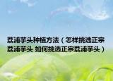 荔浦芋頭種植方法（怎樣挑選正宗荔浦芋頭 如何挑選正宗荔浦芋頭）