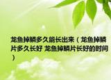 龍魚掉鱗多久能長出來（龍魚掉鱗片多久長好 龍魚掉鱗片長好的時間）
