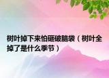 樹葉掉下來怕砸破腦袋（樹葉全掉了是什么季節(jié)）