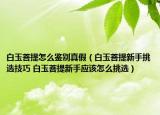 白玉菩提怎么鑒別真假（白玉菩提新手挑選技巧 白玉菩提新手應(yīng)該怎么挑選）