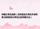 種植長(zhǎng)壽花觀感（怎樣挑選長(zhǎng)壽花冬季種植 如何挑選長(zhǎng)壽花以及種植方法）