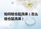 如何給倉鼠洗澡（怎么給倉鼠洗澡）