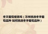 冬天葡萄便宜嗎（怎樣挑選冬季葡萄品種 如何挑選冬季葡萄品種）