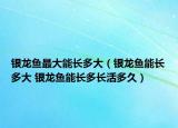 銀龍魚最大能長多大（銀龍魚能長多大 銀龍魚能長多長活多久）