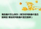 蠶的桑葉怎么保存（蠶怎樣判斷桑葉是否新鮮的 蠶如何判斷桑葉是否新鮮）