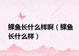 鰈魚長什么樣?。l魚長什么樣）