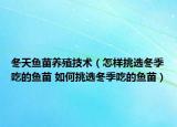 冬天魚苗養(yǎng)殖技術(shù)（怎樣挑選冬季吃的魚苗 如何挑選冬季吃的魚苗）