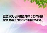 蠶繭多久可以破繭成蝶（怎樣判斷蠶繭成熟了 蠶寶寶如何看熟沒熟）