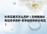 長(zhǎng)壽花夏天怎么養(yǎng)護(hù)（怎樣挑選長(zhǎng)壽花冬季養(yǎng)護(hù) 冬季如何養(yǎng)護(hù)長(zhǎng)壽花）