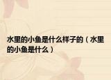 水里的小魚是什么樣子的（水里的小魚是什么）