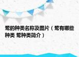 鷺的種類名稱及圖片（鷺有哪些種類 鷺種類簡介）