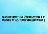 觀察洋蔥鱗片葉內(nèi)表皮細(xì)胞實(shí)驗(yàn)視頻（龍魚掉鱗片怎么辦 龍魚掉鱗片的處理方法）