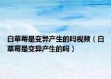 白草莓是變異產(chǎn)生的嗎視頻（白草莓是變異產(chǎn)生的嗎）