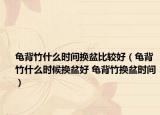 龜背竹什么時(shí)間換盆比較好（龜背竹什么時(shí)候換盆好 龜背竹換盆時(shí)間）