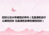 招財元寶水養(yǎng)植物好養(yǎng)嗎（北面酒柜放什么植物招財 北面酒柜放哪些植物招財）