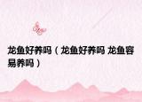 龍魚好養(yǎng)嗎（龍魚好養(yǎng)嗎 龍魚容易養(yǎng)嗎）