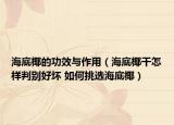海底椰的功效與作用（海底椰干怎樣判別好壞 如何挑選海底椰）