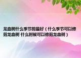 龍血樹什么季節(jié)剪最好（什么季節(jié)可以修剪龍血樹 什么時(shí)候可以修剪龍血樹）