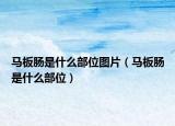 馬板腸是什么部位圖片（馬板腸是什么部位）