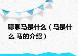 聊聊馬是什么（馬是什么 馬的介紹）