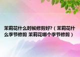 茉莉花什么時(shí)候修剪好?（茉莉花什么季節(jié)修剪 茉莉花哪個(gè)季節(jié)修剪）