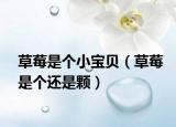 草莓是個(gè)小寶貝（草莓是個(gè)還是顆）