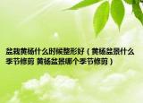 盆栽黃楊什么時候整形好（黃楊盆景什么季節(jié)修剪 黃楊盆景哪個季節(jié)修剪）