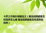 斗羅之開局撲倒銀龍王（銀龍和鸚鵡魚怎樣混養(yǎng)怎么喂 銀龍和鸚鵡魚怎樣混養(yǎng)如何養(yǎng)）
