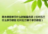 樹木修剪季節(jié)什么時(shí)候最合適（紅葉石蘭什么季節(jié)修剪 紅葉石蘭哪個(gè)季節(jié)修剪）